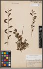 Foto von Salix aurita L. x Salix repens L.